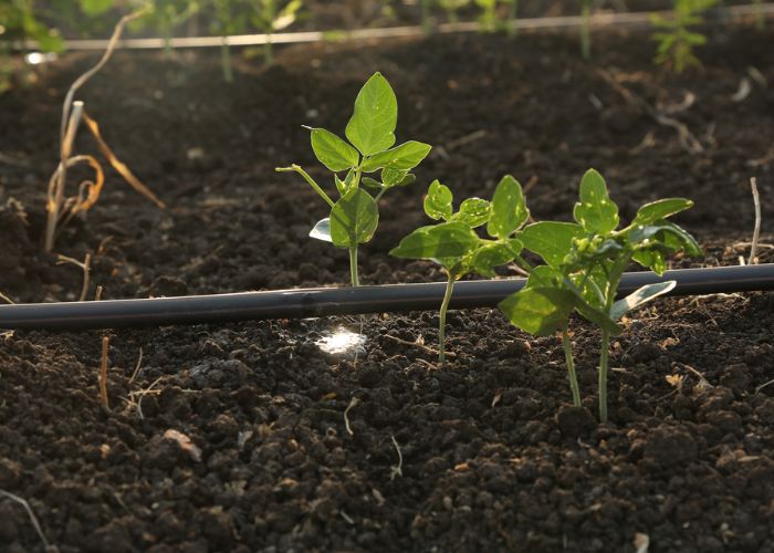 How Do Netafim Drip Irrigation Systems Compare to Traditional Sprinklers?